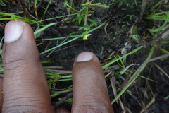 Utricularia scandens